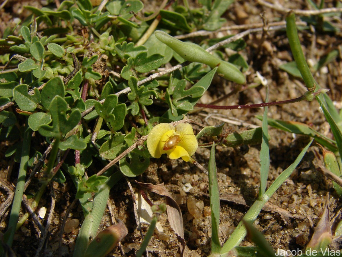 Vigna trilobata (L.) Verdc.